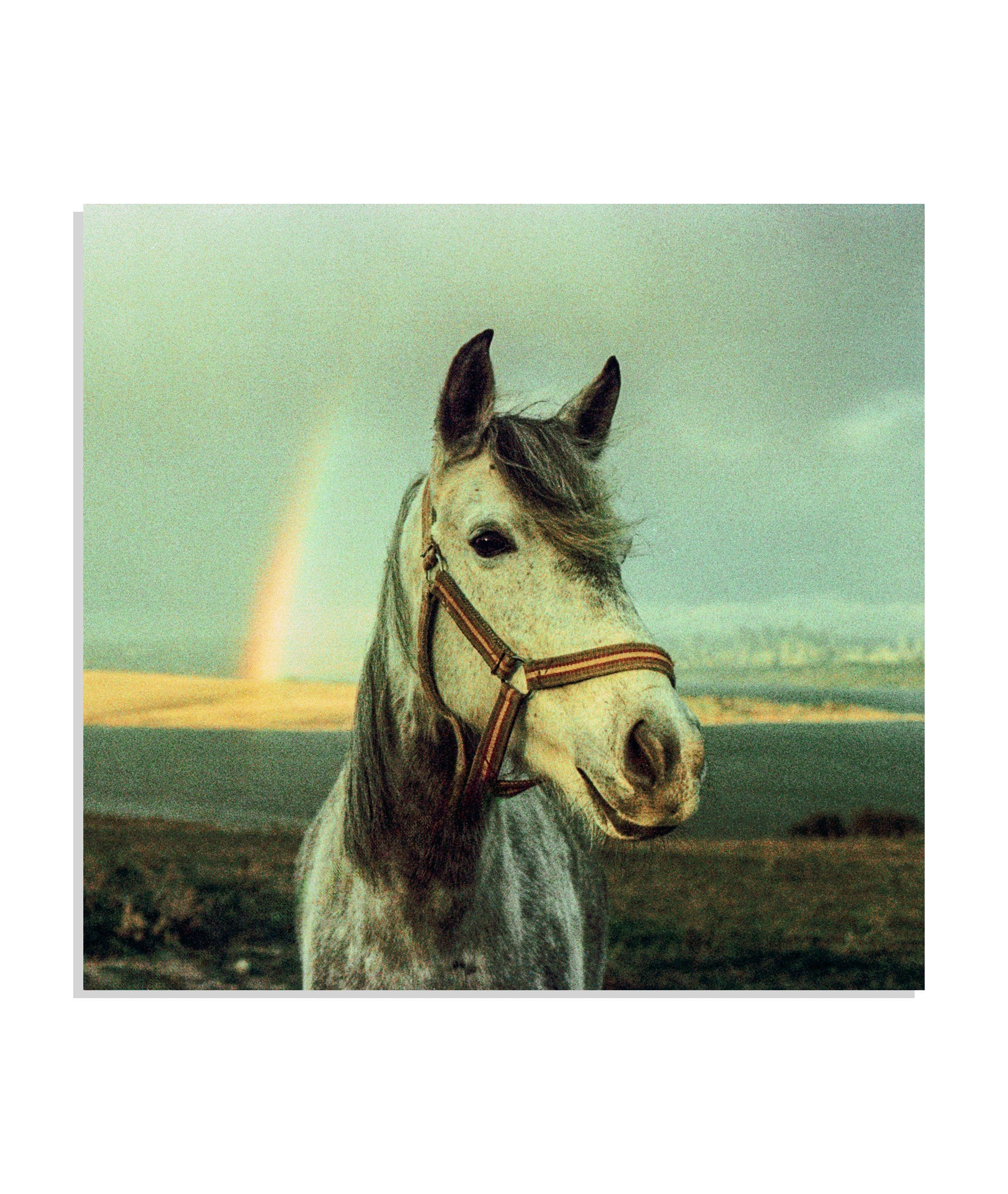 Zeplin's Magic, 2025