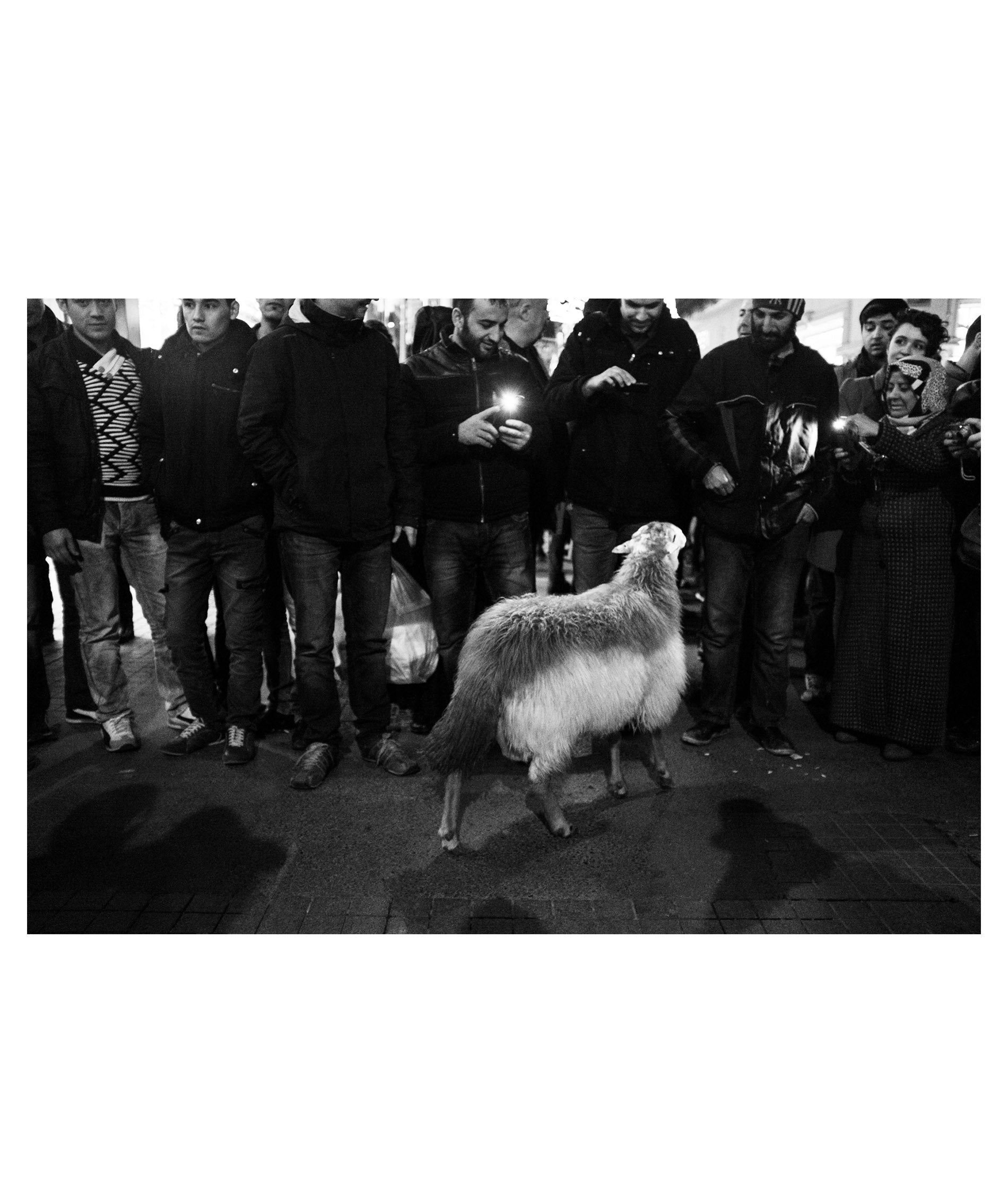 Sheep, Istiklal Street, 2014