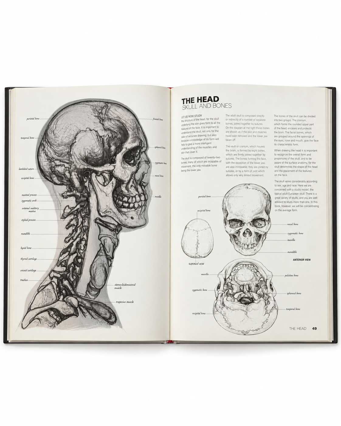 Anatomy for the Artist