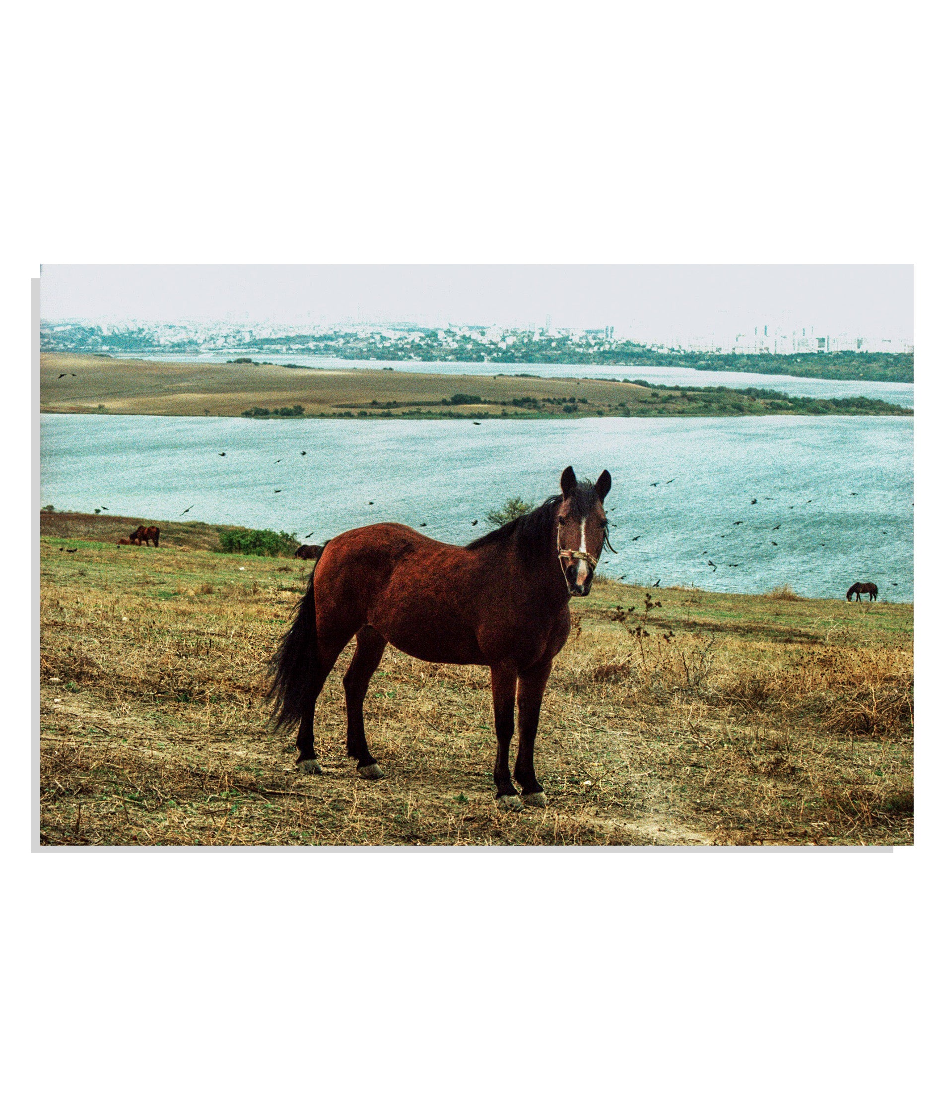 Olive Eyed Girl, 2025